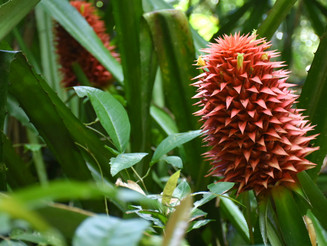 Wilde Ananas im Corcovado Nationalpark in Costa Rica.