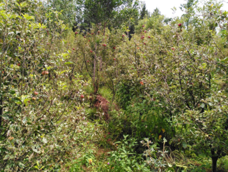 Dynamische Agroforstparzelle mit einer Vielzahl an Bäumen in Chocaya, Bolivien