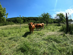 Drei Murnau-Werdenfelser Kühe stehen auf Streuobstwiese