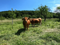 Drei Murnau-Werdenfelser Kühe stehen auf Streuobstwiese in Wiesbaden