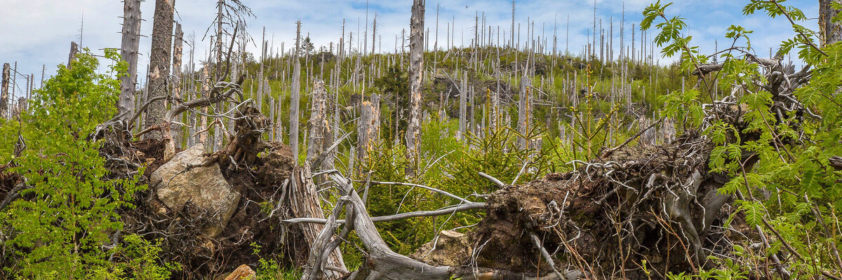 Abgestorbene Bäume sind Lebensraum für zahlreiche Tier- und Pflanzenarten wie hier im Bayerischen Wald.