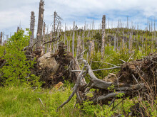 Abgestorbene Bäume sind Lebensraum für zahlreiche Tier- und Pflanzenarten wie hier im Bayerischen Wald.