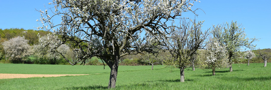 Weiß blühende Apfelbäume auf einer Streuobstwiese