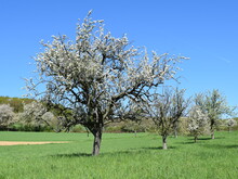 Weiß blühende Apfelbäume auf einer Streuobstwiese