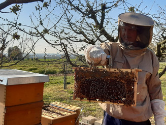 Imker hat Honigwabe, auf der Bienen sitzen, in der Hand