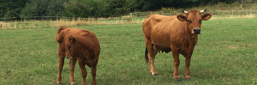 Murnau-Werdenfelser Kuh und ihr Kalb stehen auf Weide