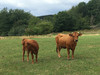 Murnau-Werdenfelser Kuh und ihr Kalb stehen auf Weide