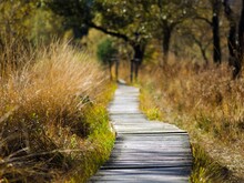 Holzweg in der Natur
