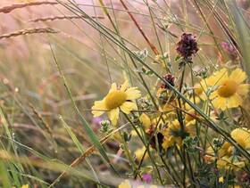 Bunt blühende Wildblumen auf Wiese mit Morgentau