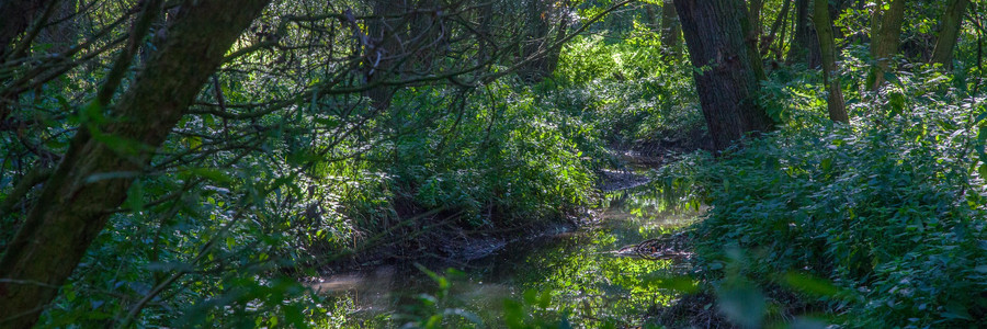 Schmaler Flusslauf fließt durch dichten Wald