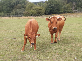Zwei Murnau-Werdenfelser Kühe stehen auf einer Weide