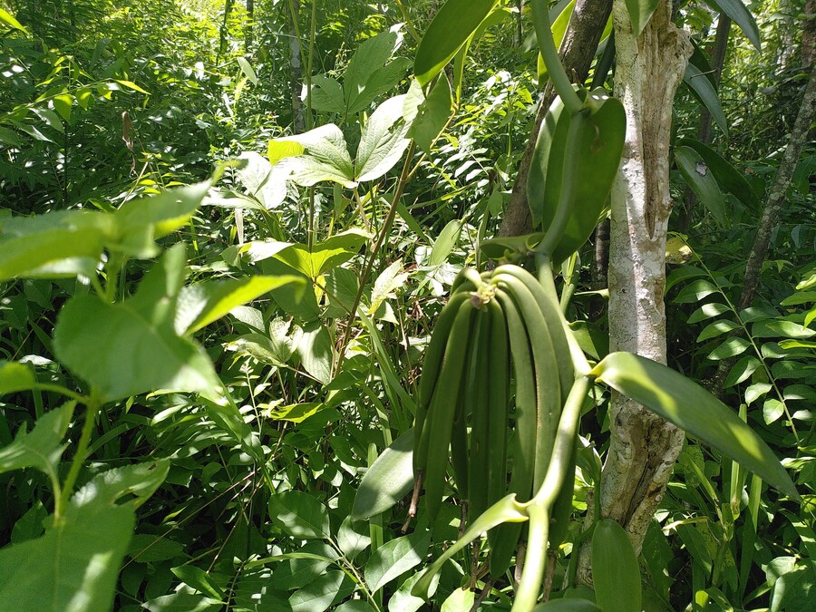 Vanilleschoten wachsen in einer Dynamischen Agroforst Parzelle auf Madagaskar