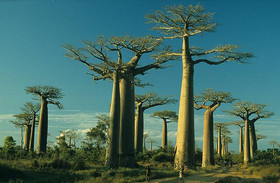 Allee von Baobabs