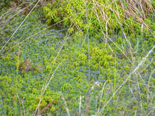 Torfmoose im Moor