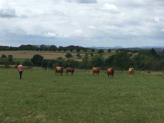 Fünf Murnau-Werdenfelser Rinder stehen auf einer Weide