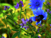 Hummel sitzt auf Blüte und saugt Nektar