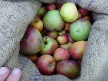 Äpfel liegen in einem Sack