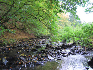 Bach fließt durch Wald