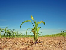 Pflanzen wachsen aus dem Boden auf einer landwirtschaftlich betriebenen Fläche