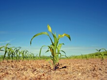 Pflanzen wachsen aus dem Boden auf einer landwirtschaftlich betriebenen Fläche