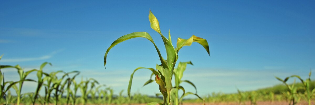 Pflanzen wachsen aus dem Boden auf einer landwirtschaftlich betriebenen Fläche