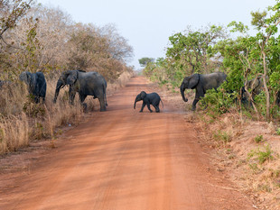 Elefanten überqueren Straße in Burkina Faso