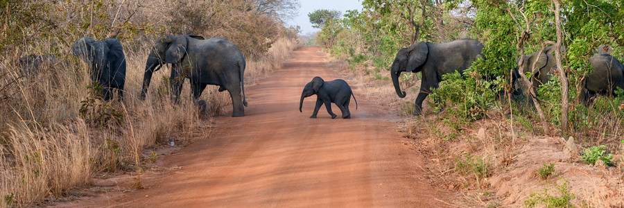 Elefanten überqueren Straße in Burkina Faso