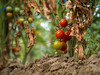Tomatenpflanze mit vertrockneten Blättern