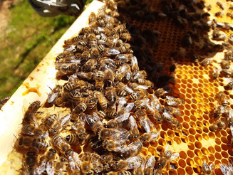 Bienen auf einer Wabe in einem Bienenstock aus Nahaufnahme