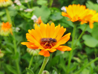 Biene sitzt auf orangener Blüte auf einer Blumenwiese