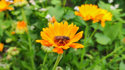 Biene sitzt auf orangener Blüte auf einer Blumenwiese