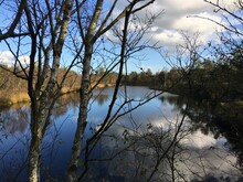 Blick ins Moor bei Sonnenschein