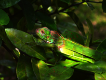Ein gut getarntes Chamäleon läuft über Blätter im Regenwald von Costa Rica