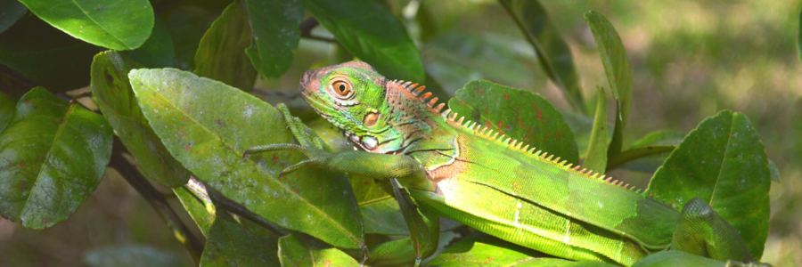 Ein gut getarntes Chamäleon läuft über Blätter im Regenwald von Costa Rica