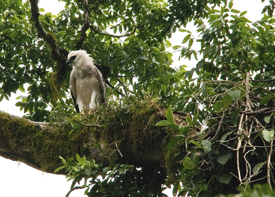 Un àguila harpía Foto: Herbert Dohlen