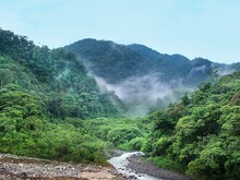 Dichter Regenwald, aus dem Nebel aufsteigt