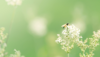 Schwebfliege sitzt auf weißer Blüte