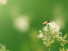 Schwebfliege sitzt auf weißer Blüte