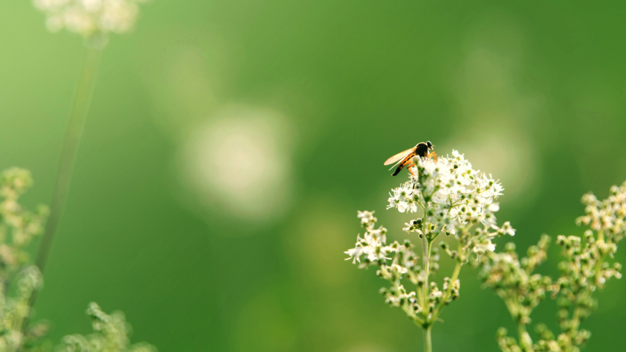 Schwebfliege sitzt auf weißer Blüte