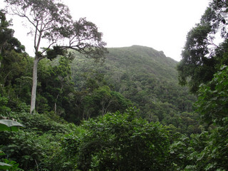 Regenwald Madagaskar