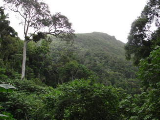 Dichter grüner Tieflandregenwald in Madagaskar