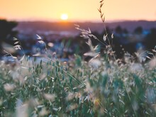 Blühende Gräser vor untergehender Sonne und orangenem Himmel