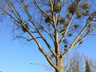 Baum an Straße mit Misteln in Baumkrone