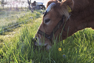 Kuh frisst Gras auf Weide