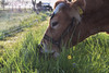 Kühe für besseres Graswachstum 