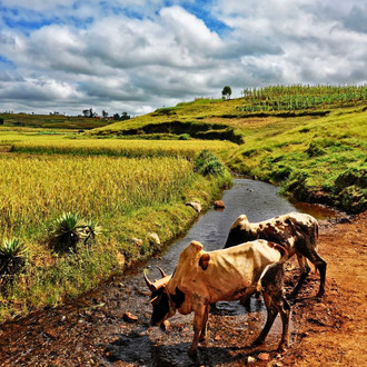 Zeburinder trinken an Bach vor landwirtschaftlichen Flächen auf Madagaskar