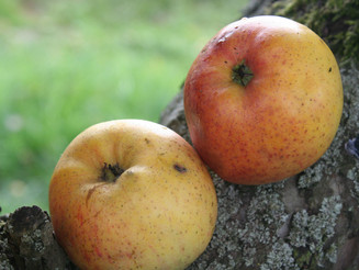Zwei Äpfel der alten Sorte Berlebsch an einem Baum