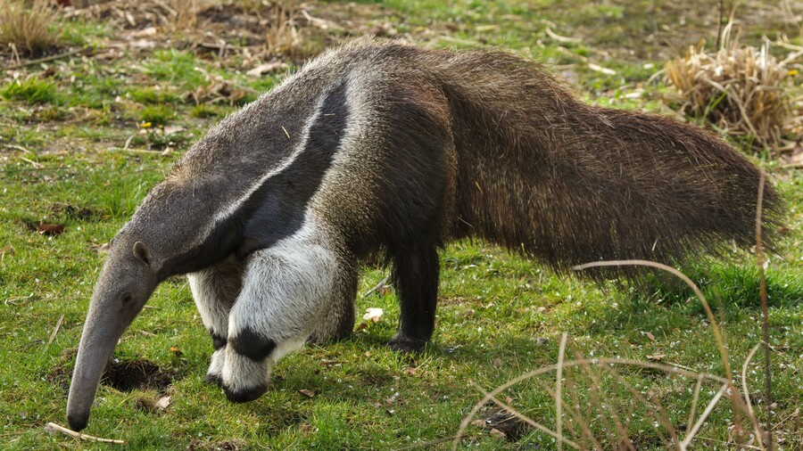 Großer Ameisenbär sucht nach Nahrung