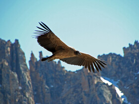 Condor