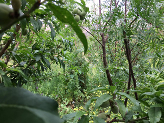 Dichte grün bewachsene landwirtschaftliche Parzelle mit der Anbaumethode Dynamischer Agroforst
